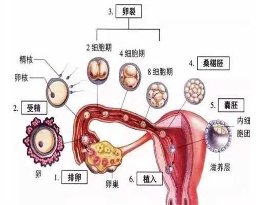 北京找个人代孕妈妈：北京代孕辅助生殖中心包生女孩：孕妇喝蜂蜜好吗