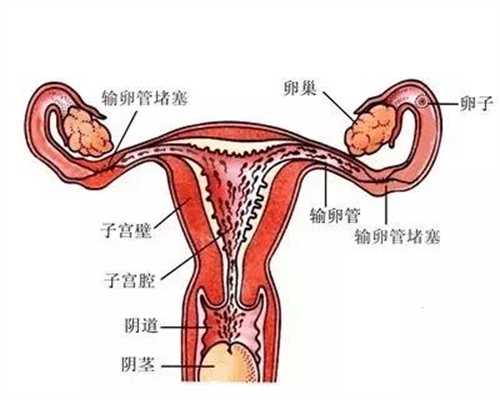 北京代孕中心有做过吗：剖腹产后多久来月经