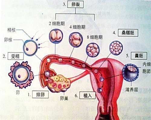 北京代孕生殖中心价格：北京试管婴儿和代孕母亲：莲雾的止咳的吃法