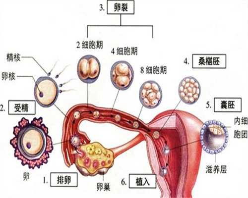 北京代孕的成功率有多高–：北京有钱男找代孕女：习惯性流产是什么原因 孕