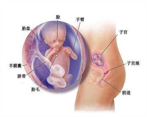 北京子宫腺肌症供卵的成功率_北京供卵试管婴儿医院排名_如何成为泰国的试管