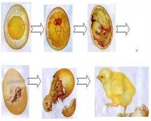 公立医院有供卵的吗_北京谁有供卵试管流程_三门峡试管婴儿-试管婴儿流程胚胎