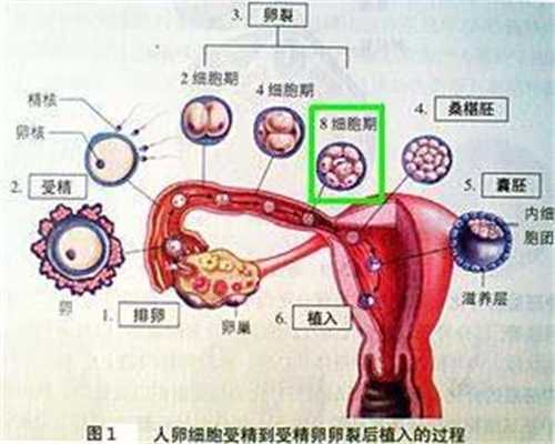 北京有没有去代孕的_北京那里代孕比较靠谱