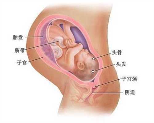 北京供卵 哪个医院_不孕不育供卵试管助孕_孕妇能不能吃水芹菜